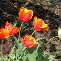 Огоньки-тюльпаны :: Нина Бутко