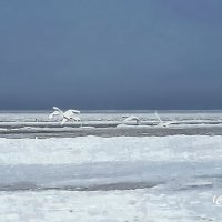 Зимний пейзаж с лебедями. :: Liudmila LLF