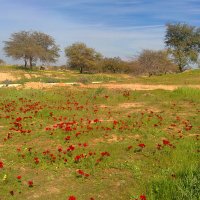 Пустыня Негев. Цветущая пустыня в феврале :: Светлана Хращевская
