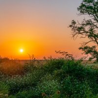 Летний восход солнца в крымской степи. :: Андрей Козлов