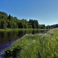 Река Оять. Ленинградская область. :: Наталья Лунева 