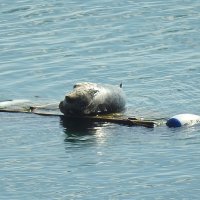 Облюбовал тюлень лежанку! :: Natalia Harries