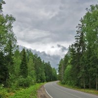 Дорога через лес :: Светлана 