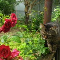 Сосредоточенный котик и розы :: Наталья 