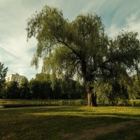 Древняя ива в Воронцовском сквере Санкт-Петербурга :: Роман Алексеев