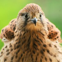 Обыкновенная пустельга(Falco tinnunculus) :: Иван 