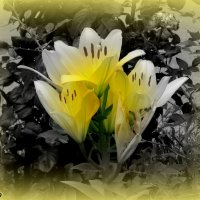 Жёлтые лилии :: Нина Бутко