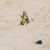 Бабочка :: Денис Геранькин