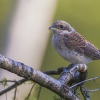 Жуланёнок :: Елена Швыдун