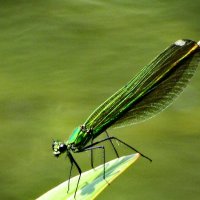 Красотка блестящая (лат. Calopteryx splendens) :: ivan 