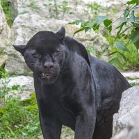 Черный ягуар (пантера) :: Владимир Габов