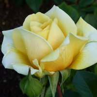 Роза - солнечная радость, сказочный и праздничный цветок. :: Лидия Бусурина