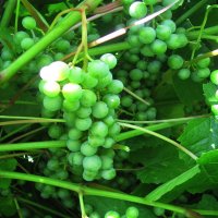 Подрастает виноград :: sm-lydmila Смородинская