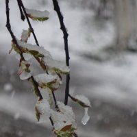 Снег весной :: Татьяна 