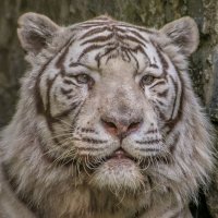 Бенгальский тигр Зао. :: аркадий 