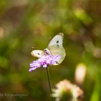 Капустная Белянка (капустница) (Снято на Canon EOS d60 и объектив Юпитер 37А) :: Анатолий Клепешнёв