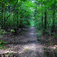 forest path :: Zinovi Seniak