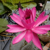 Лилия - цветок с особым блеском. Королевский символ, не цветок.... :: Galina Dzubina