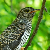 Обыкнове́нная куку́шка (лат. Cuculus canorus) :: ivan 