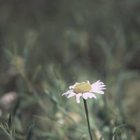 Одинокий цветок :: Олег. Г.