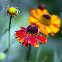 helenium :: Zinovi Seniak