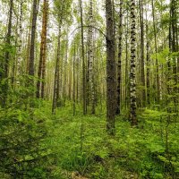 Просто лес # :: Николай Гирш