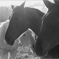 я люблю лошадей :: Daniela Dluhošová