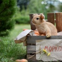 Рыжий крольчонок :: Ольга Зданович