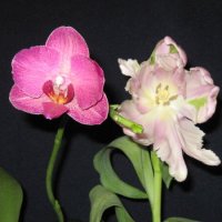 Орхидея и тюльпан :: Маера Урусова