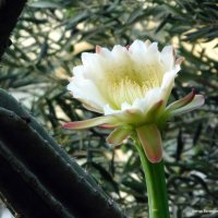 Кактус Цереус; цветок. :: Валерьян Запорожченко