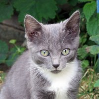 Котёнок без имени :: Валерий Судачок