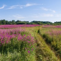 Ухта, гора Ветлосян, северные августовские луга ранним утром. Первая мысль была- как Прованс))) :: Николай Зиновьев