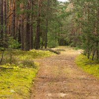 Леса в республике Беларусь :: Игорь Сикорский