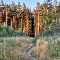 Тропинка в лес... :: Александр Попович