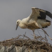 Молодой белый аист :: Елена Швыдун