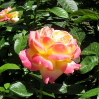 Разноцветная роза :: Нина Бутко