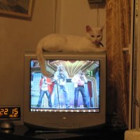 Кошка в доме - это телевизор с многими программами! :: Alex Aro Aro Алексей Арошенко