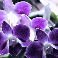 В мире орхидей :: Nikolay Monahov