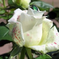 Красавица роза :: Вера Щукина
