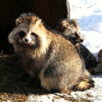 Еноты греются на солнышке. :: Николай Николаевич 