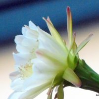 Кактцс Цереус - цветок. :: Валерьян Запорожченко