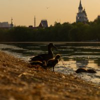 семейство уток  вечерней Москвы :: Влад 