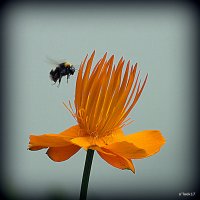 пчелка и цветочек сказка жизни :: Олег Лукьянов