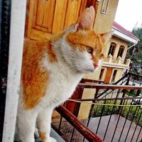 Любопытный  котик  - Рыжик!)) :: Евгений 