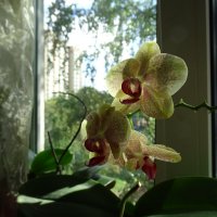 орхидеи :: Anna-Sabina Anna-Sabina