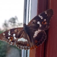 Бабочка на окне :: Ольга Тюпаева 