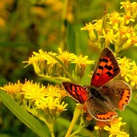 любят бабочки золотарник 9 :: Александр Прокудин