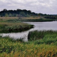 Озеро Медвежье в ненастный день. :: Восковых Анна Васильевна 