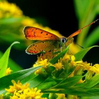 любят бабочки золотарник 15 :: Александр Прокудин