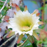 Кактус Цереус - цветок. :: Валерьян Запорожченко